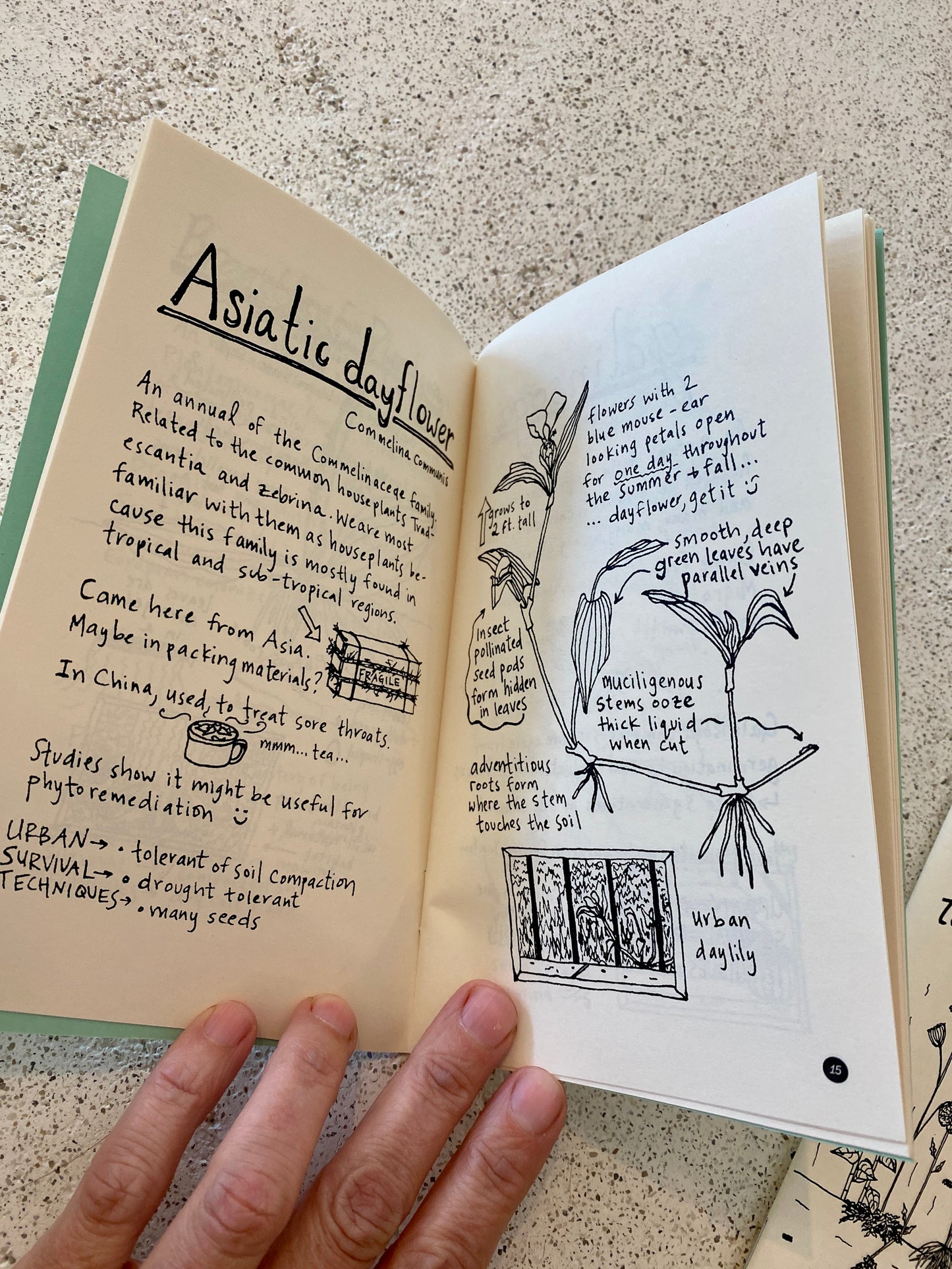 An Urban Field Guide to the Plants in Your Path Book