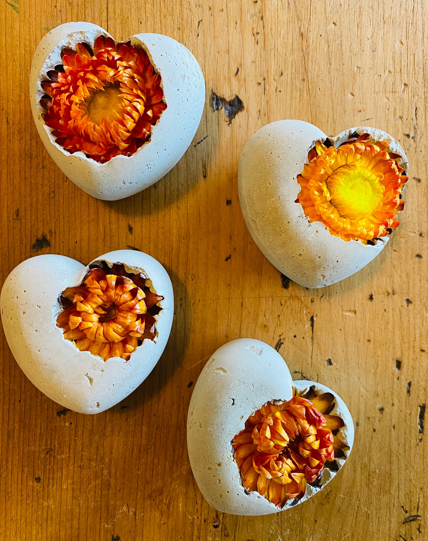Petrified Orange Strawflower Heart