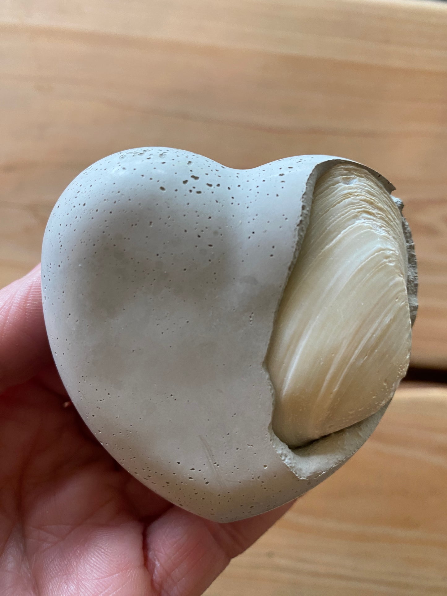 Seashell Concrete Heart 01