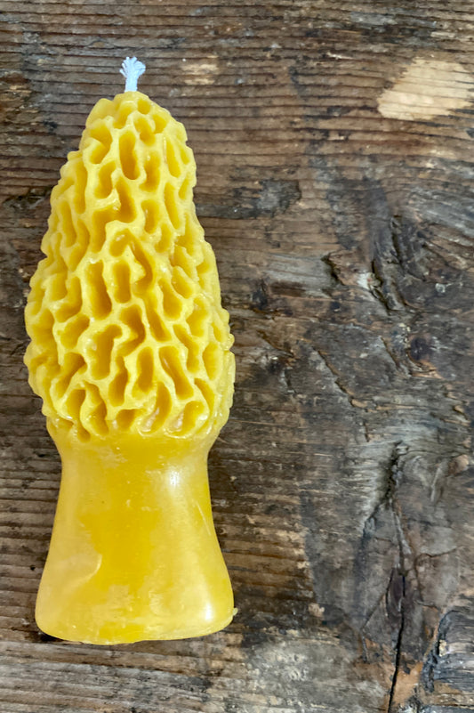 Morel Mushroom Beeswax Candle