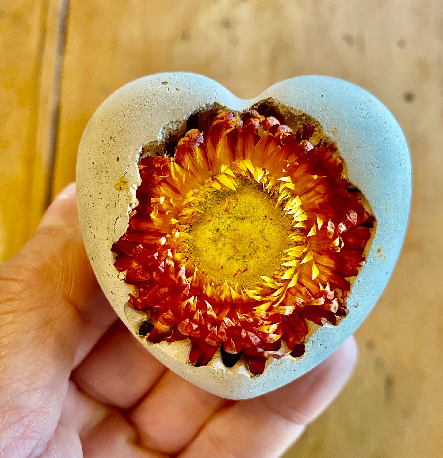 Petrified Orange Strawflower Heart